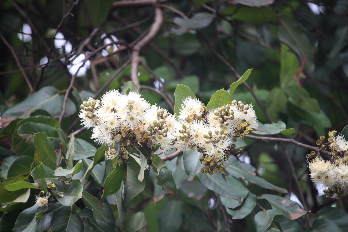 Corymbia torelliana (F.Muell.) K.D.Hill & L.A.S.Johnson